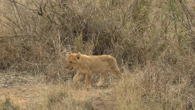 可爱的小狮子在草原上跟随妈妈的脚步