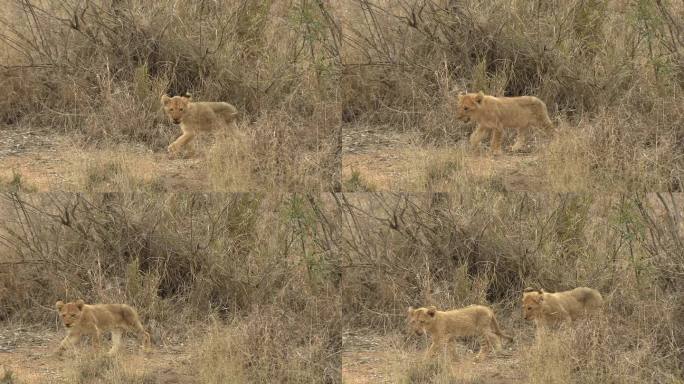 可爱的小狮子在草原上跟随妈妈的脚步