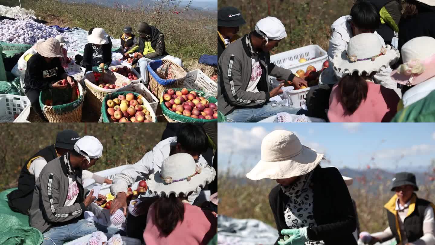 云南丽江农户在分拣苹果