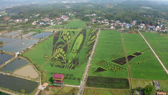 隆平高科技园水稻培育基地