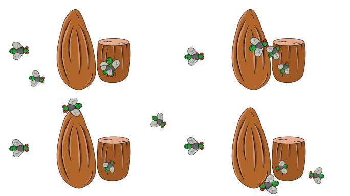 杏仁被苍蝇攻击的动画