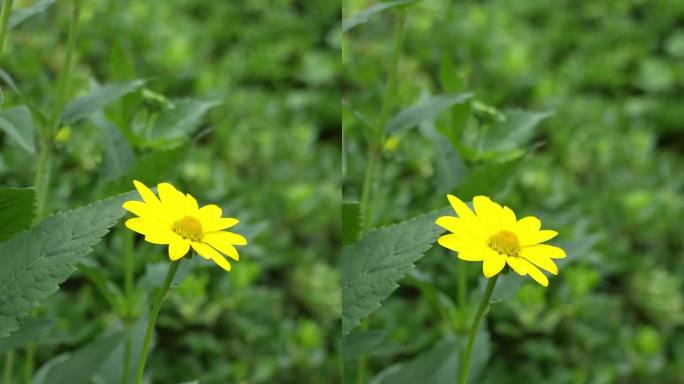 赛菊芋特写 竖屏