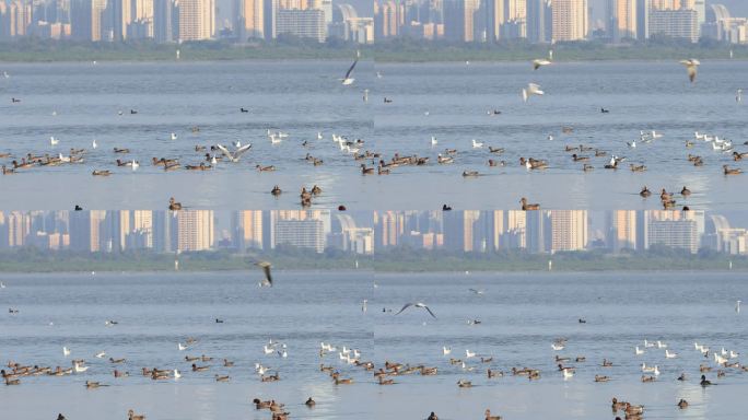 深圳湾公园海鸥