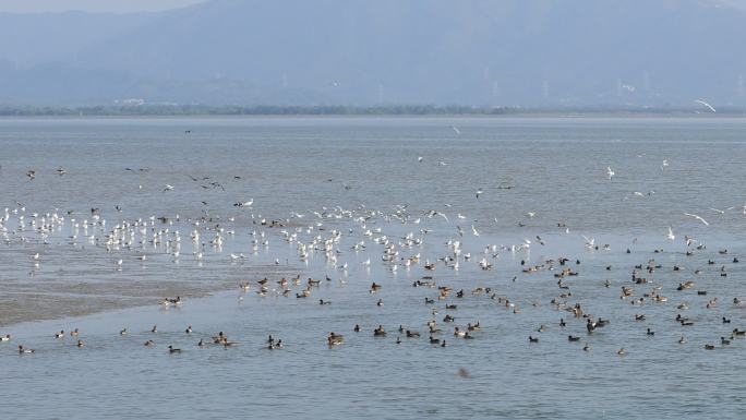 深圳湾公园海鸥
