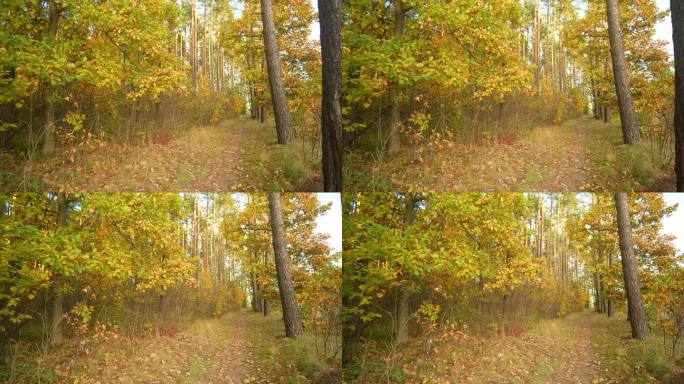 看着林间小路，落叶纷飞