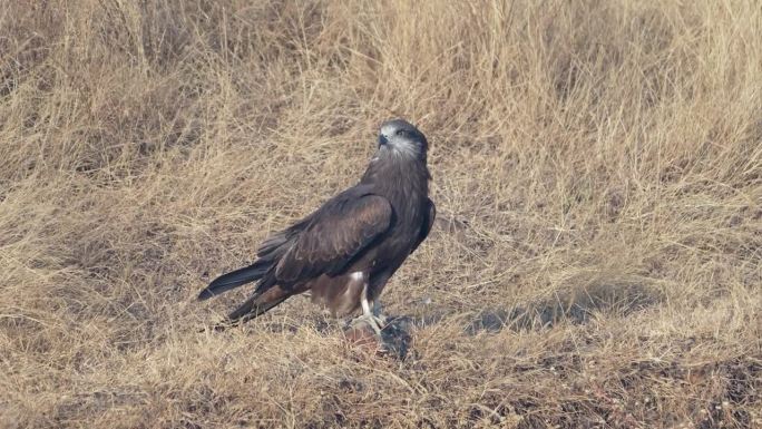 黑耳鸢(Milvus lineatus)