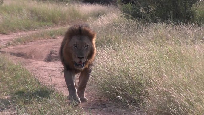 正前方，一只雄狮走在非洲高草灌木丛的土路上，上面有轮胎的痕迹