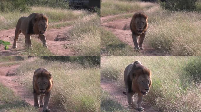 正前方，一只雄狮走在非洲高草灌木丛的土路上，上面有轮胎的痕迹