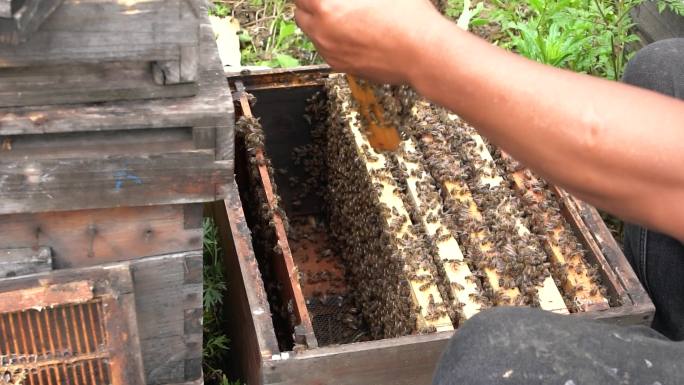 4K蜂农蜂箱取出巢原生态土蜂蜜实拍视频