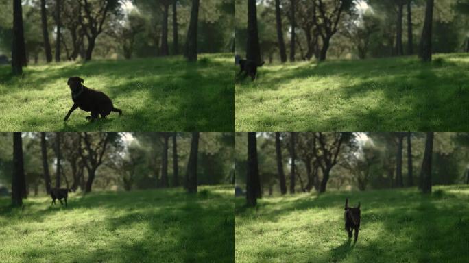 拉布拉多寻回犬玩耍接球，自然景物浅深聚焦
