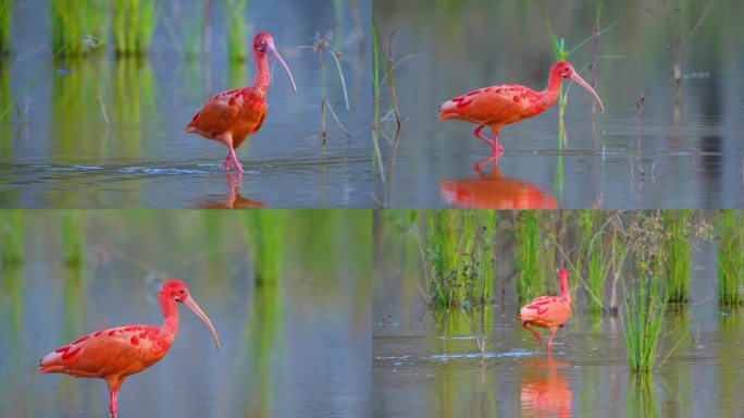 观鸟珍稀鸟类野生动物水鸟美洲红鹮合集