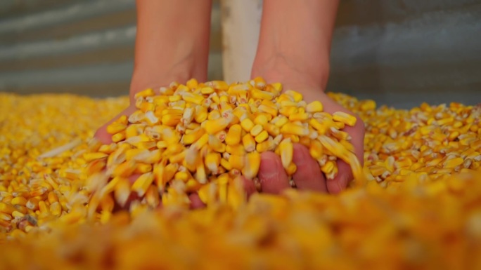 农民的手摘玉米粒的特写镜头