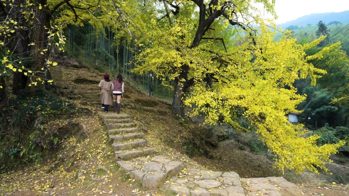 银杏树叶秋天金黄色唯美女丽乡村振兴宣传片