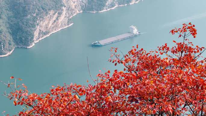 长江三峡西陵峡红叶开