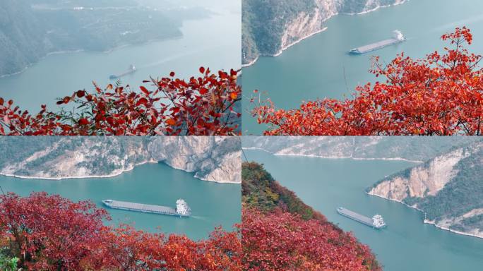 长江三峡西陵峡红叶开