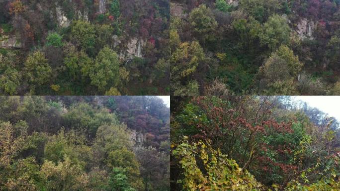 航拍云海秦岭秋季风景