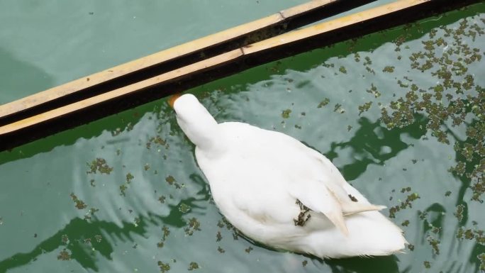 白绿鸭在池塘附近游泳和觅食的视频片段。