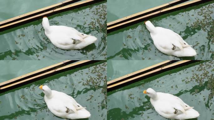 白绿鸭在池塘附近游泳和觅食的视频片段。