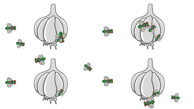 大蒜被苍蝇攻击的动画