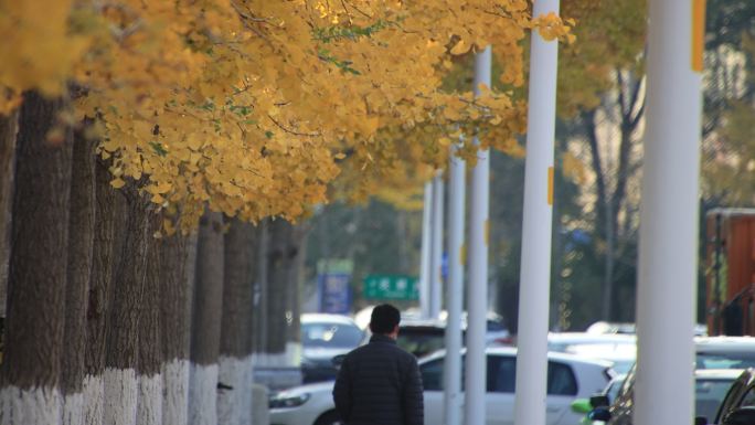 威海市高区恒泰街人行步道银杏金黄树叶
