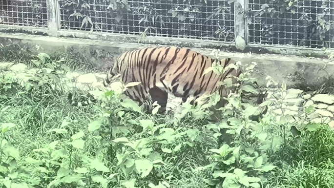 动物园瘦骨嶙峋的老虎