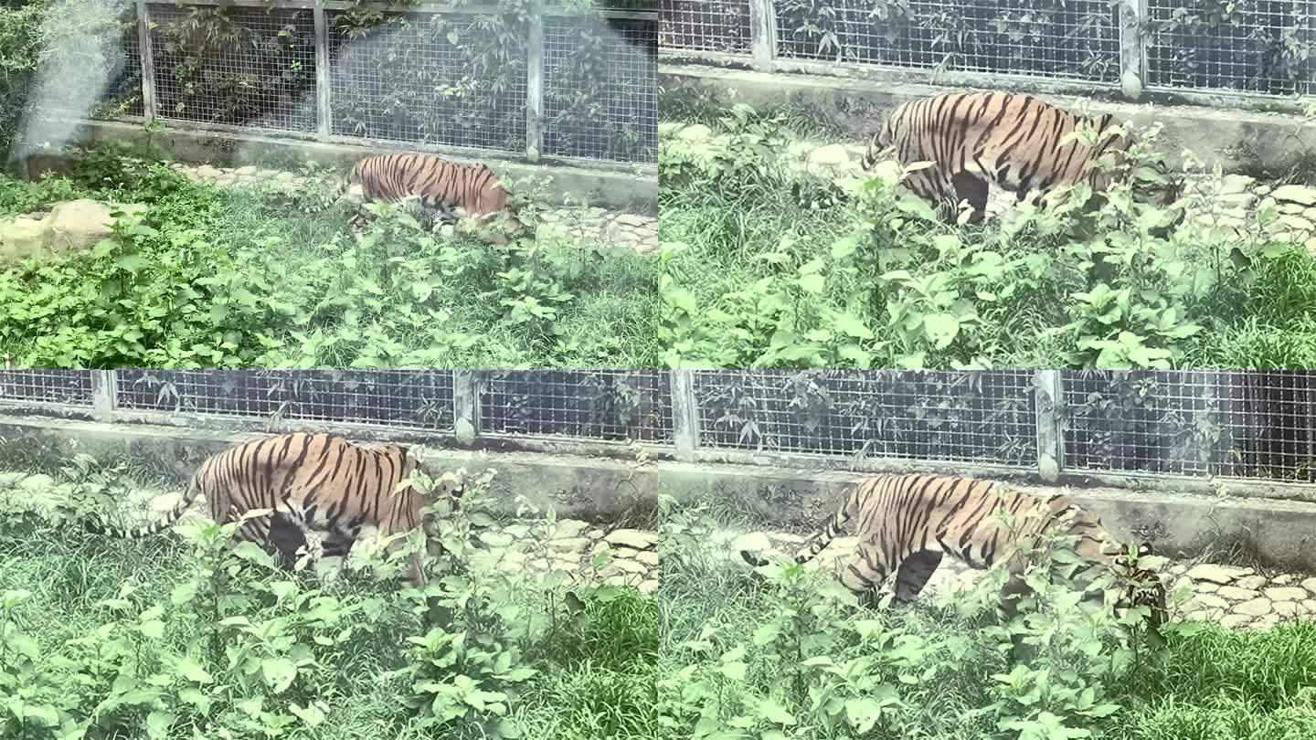 动物园瘦骨嶙峋的老虎