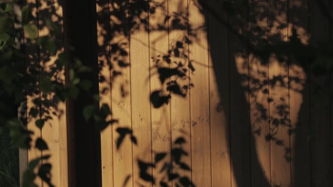 木屋木墙上树叶的影子镜头向前移动，木质纹理，背景，木质材质，慢动作。