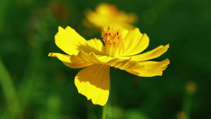 小花野花春天