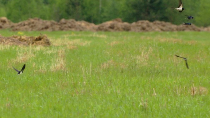 谷仓燕子或Hirundo Rustica，也叫马丁。一群谷仓燕子优雅地飞过绿色的草地。神奇的鸟飞。谷