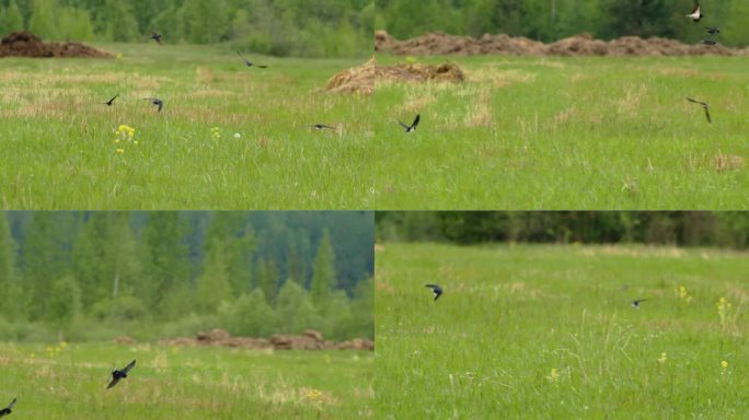 谷仓燕子或Hirundo Rustica，也叫马丁。一群谷仓燕子优雅地飞过绿色的草地。神奇的鸟飞。谷