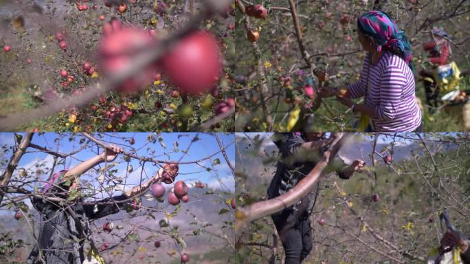云南丽江农户在摘苹果
