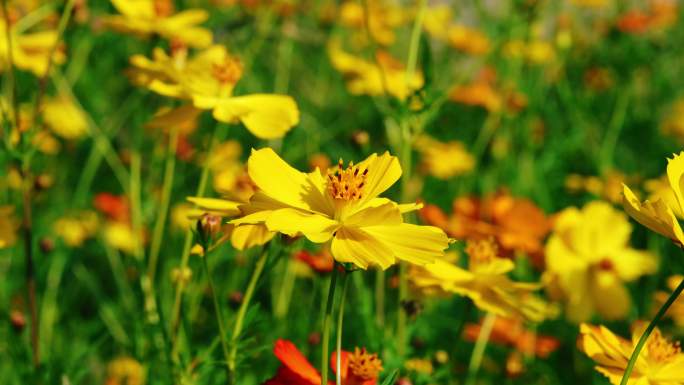 小花野花春天