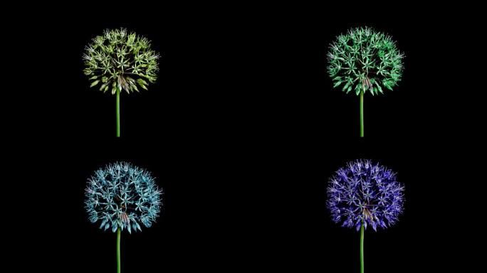 黑底分离大紫、红、蓝、绿Allium Christophii花开花的时间变化。随着时间的推移，装饰大