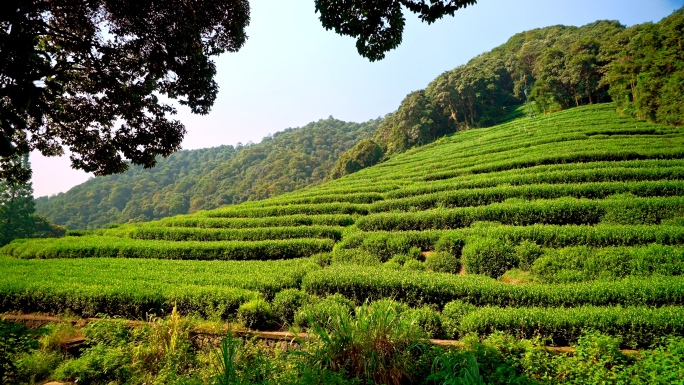 杭州梅家坞十里锒铛茶园风光2