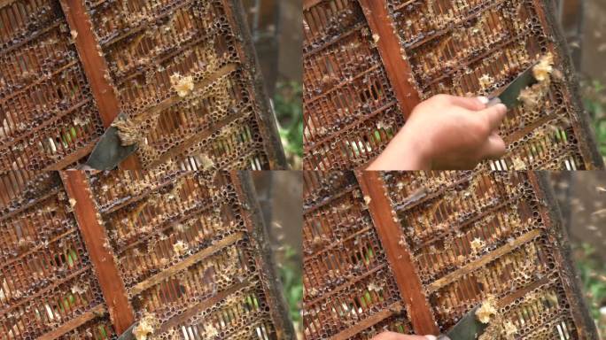 4K蜂农去蜂蜜特写实拍视频