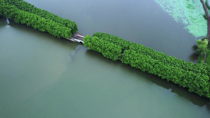 航拍武汉旅游5A级东湖绿道自然风景