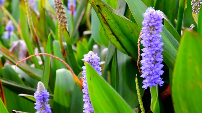 西班牙加那利群岛特内里费岛花园里的蓝色花或梭鱼草。