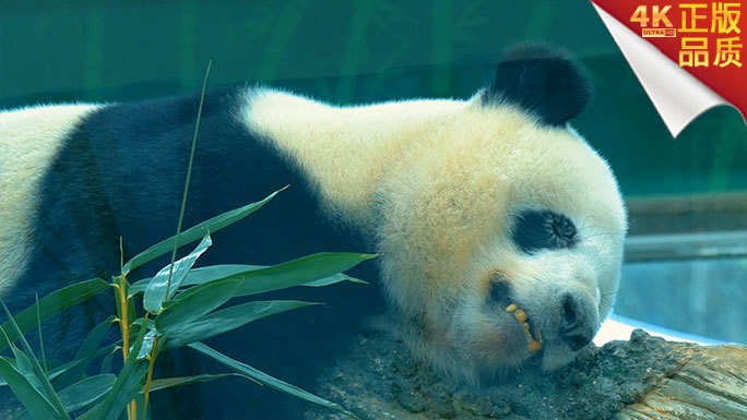 4K国宝大熊猫睡觉珍贵视频与鸵鸟丹顶鹤