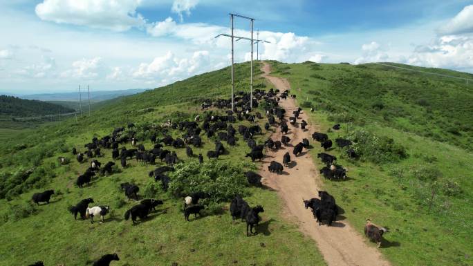航拍蓝天白云四川川西山坡上的黑色牦牛群