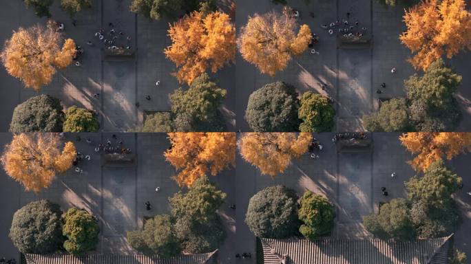 航拍洛阳白马寺