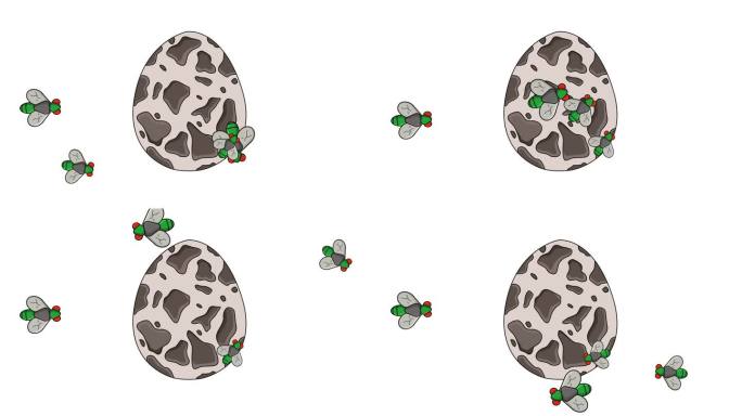 鹌鹑蛋被苍蝇攻击的动画