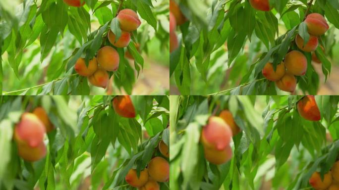 4K夏季水果成熟的黄桃实拍视频