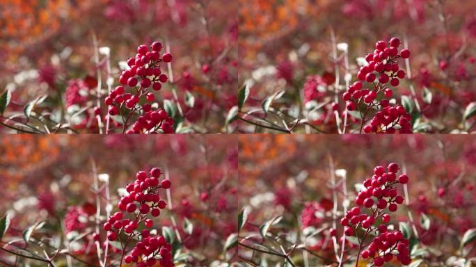 秋天的果实南天竹红色户外自然景色