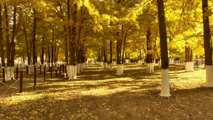 4K航拍银杏树林秋季风景