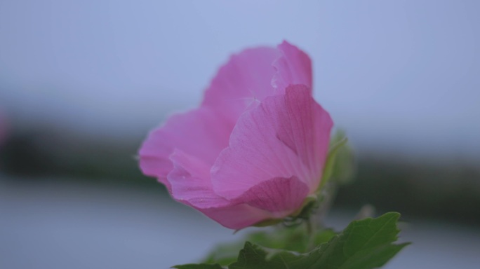 木芙蓉花朵花瓣花蕊4K