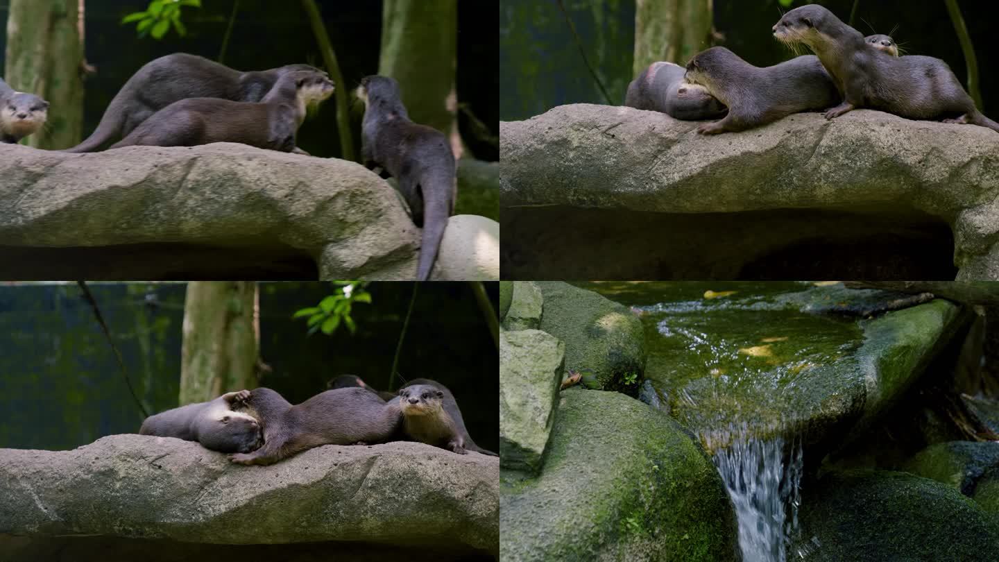 新加坡动物园小爪水獭
