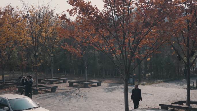 公园红枫叶树风吹落叶空镜头