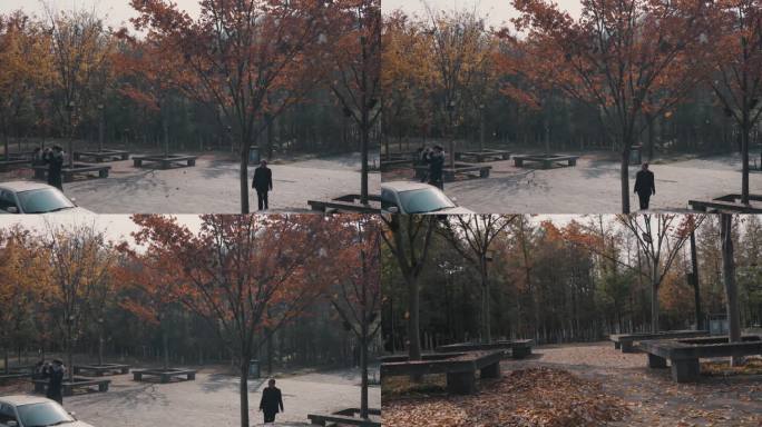 公园红枫叶树风吹落叶空镜头