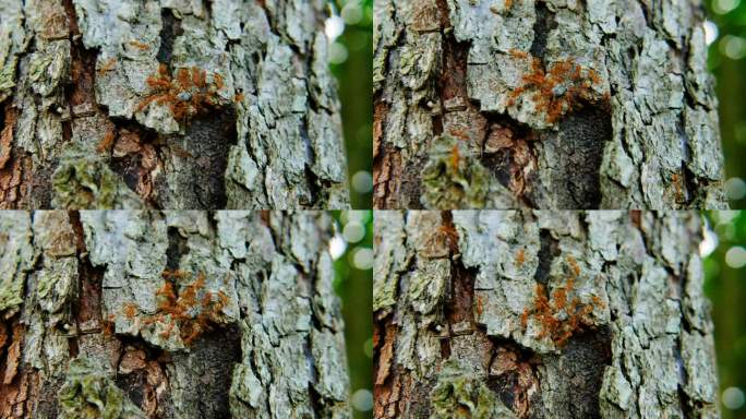 成群的红蚂蚁正在吃树皮上的昆虫。