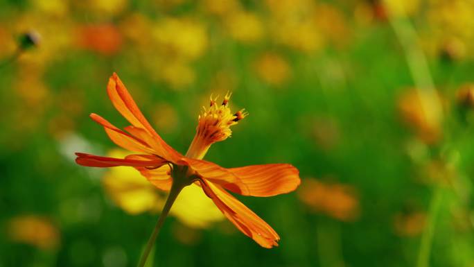 小花野花春天